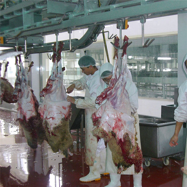 Complete sheep slaughter line