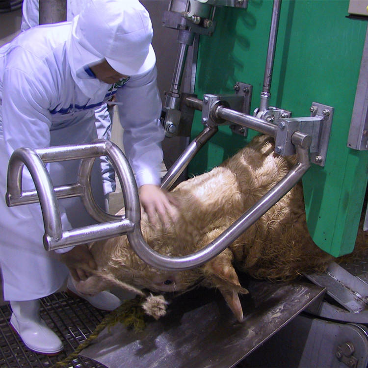 Halal ritual kill box for cattle