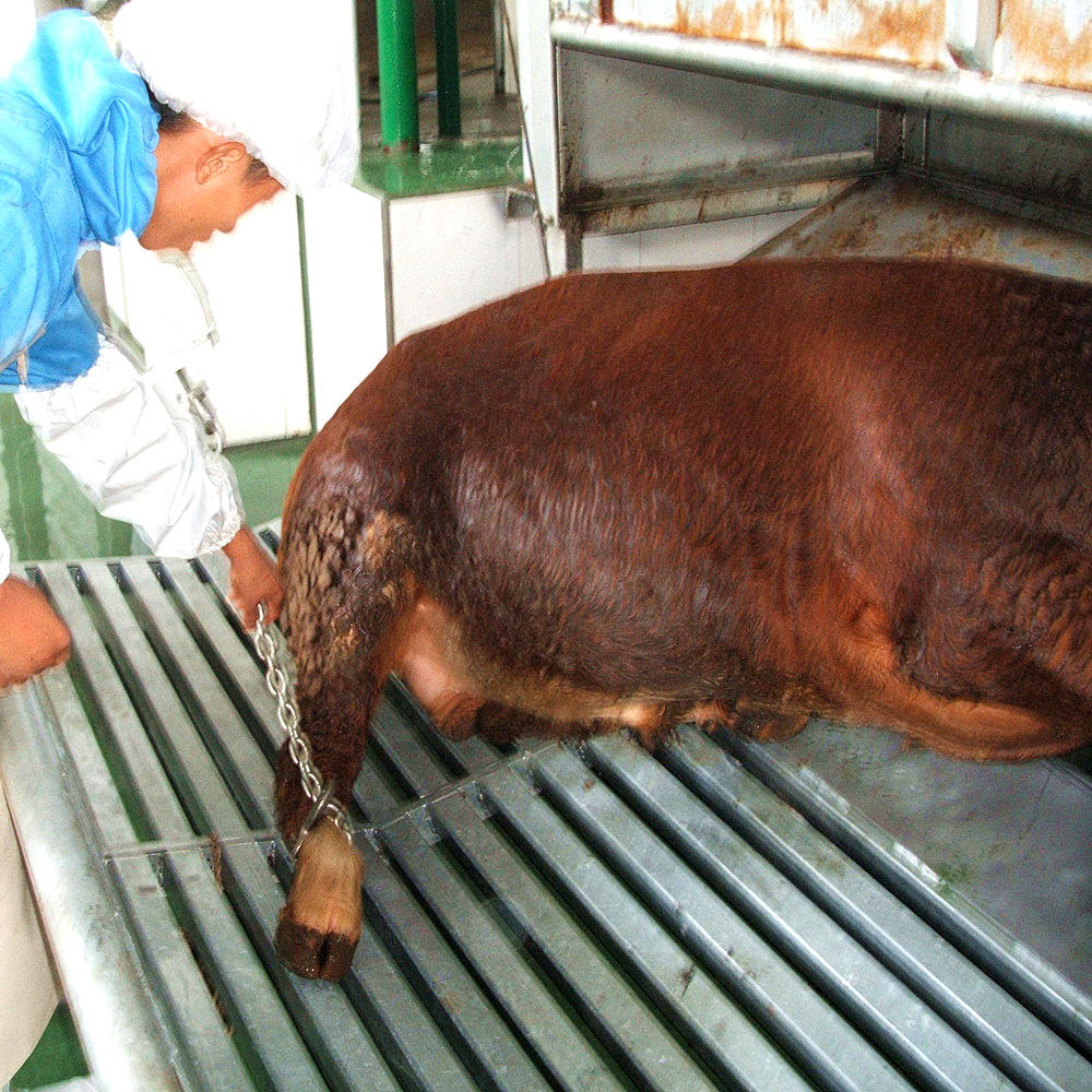 Rotating cattle slaughter box detail